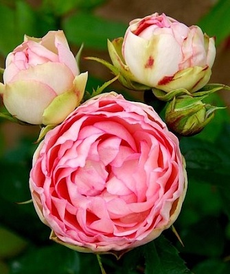 Роза  Лавли Рококо (Lovely Rokoko)серия Noblesse Spray Rose