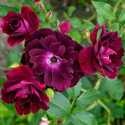Роза Бургунди Айс (Burgundy Ice) Флорибунда