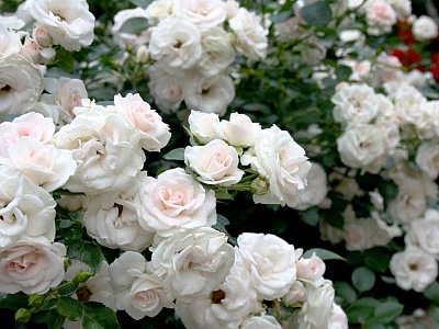 Роза Аспирин Роз (Aspirin Rose) Флорибунда