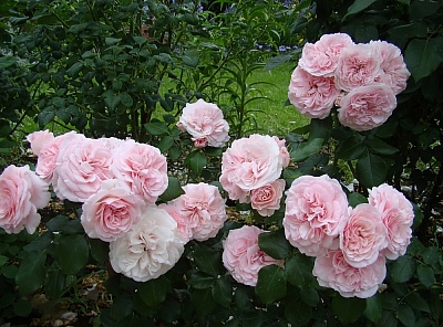 Роза Мария Тереза (Mariatheresia) Германия, 2003г. Флорибунда