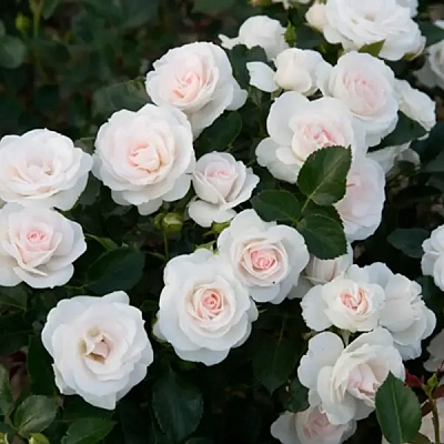 Роза Аспирин Роз (Aspirin Rose) Флорибунда