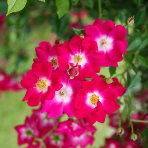 Роза Либертас (Rosa Libertas) Плетистая