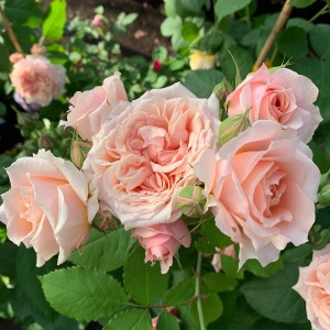 Роза Фестиваль де Жардан де Шомон (Festival des Jardins de Chaumont) Шраб Модерн,