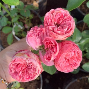 Роза Плейфул Рококо (Playful Rokoko)серия Noblesse Spray Rose