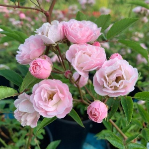 Роза Хевенли Пинк (Heavenly Pink) Lens Бельгия, 1997 мускусные