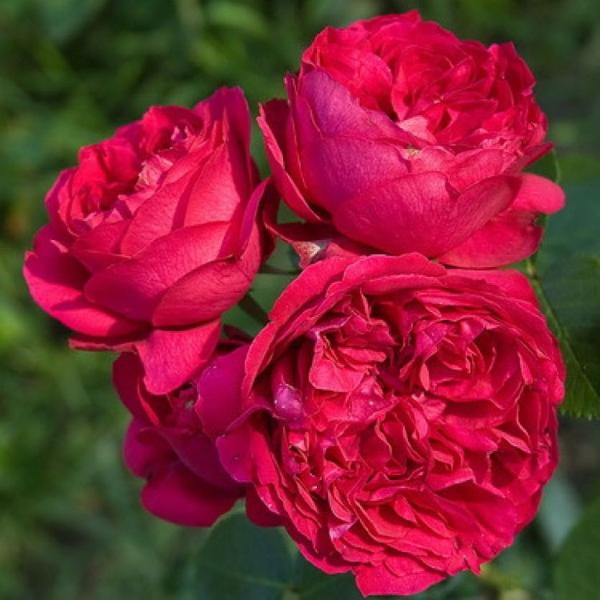 Роза Эрик Таберли (Eric Tabarly) (Red Eden Rose)