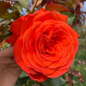 Роза Салита (Salita) Клаймбер