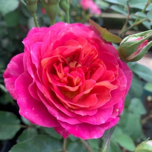 Роза Сантенер де Лей-Ле (Centenaire de l'Haÿ-les-roses), шраб модерн