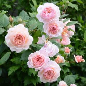 Роза Э Шропшие Лэд (A Shropshire Lad) Английская