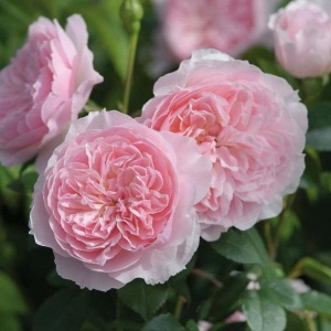 Роза Уизли 2008 (Wisley 2008) Английская роза