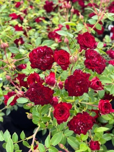Роза Ред Каскад (Red Cascade) Почвопокровная