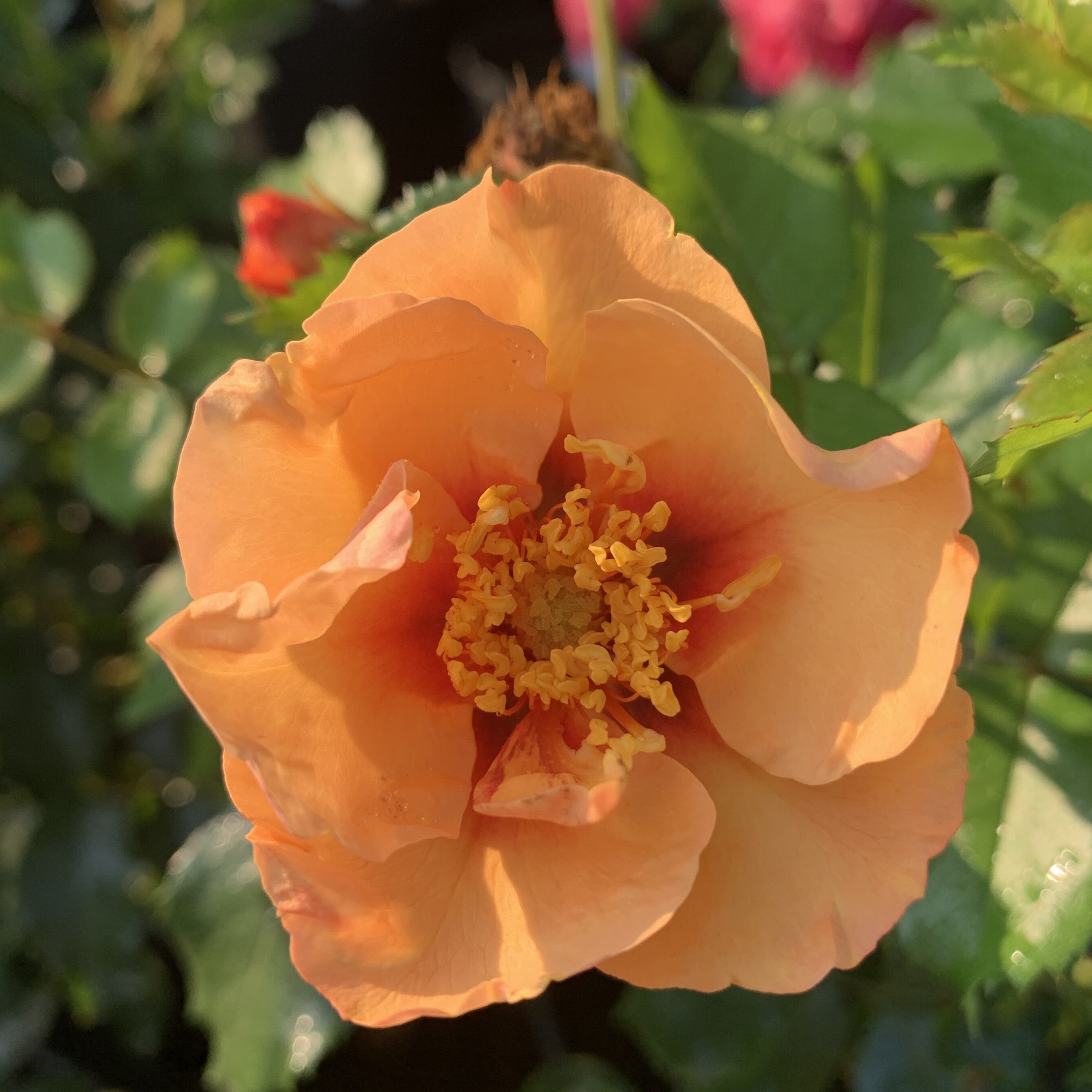 Роза Персиан Сан ( Persian Sun), Шраб модерн
