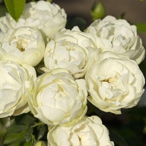 Роза Вайт Морсдаг (White Morsdag) Полиантовая