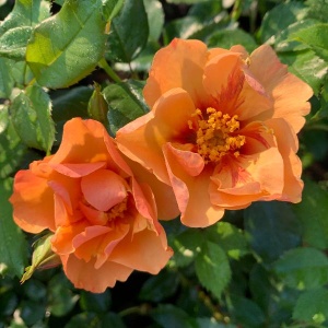 Роза Персиан Сан ( Persian Sun), Шраб модерн