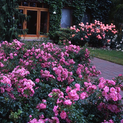 Роза Пальменгартен Франкфурт (Palmengarten Frankfurt) Почвопокровная