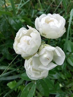 Роза Вайт Морсдаг (White Morsdag) Полиантовая