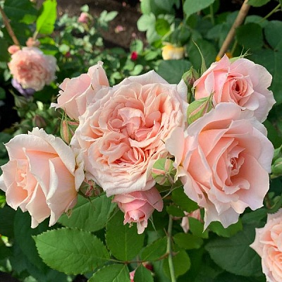 Роза Фестиваль де Жардан де Шомон (Festival des Jardins de Chaumont) Шраб Модерн,