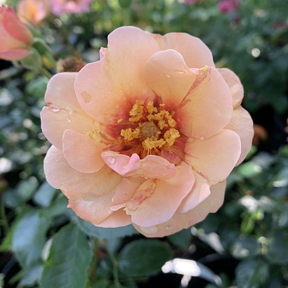 Роза Персиан Сан ( Persian Sun), Шраб модерн
