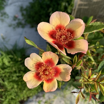 Роза Фэнси Бэбилон Айс  (Fancy Babylon Eyes) Гибрид розы персидской