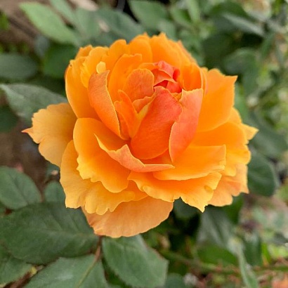 Роза Прайд оф Чешир или Эбаут Фейс (Pride of Cheshire) Грандифлора