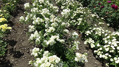 Роза Вайт Морсдаг (White Morsdag) Полиантовая