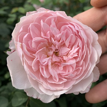 Роза Уизли 2008 (Wisley 2008) Английская роза