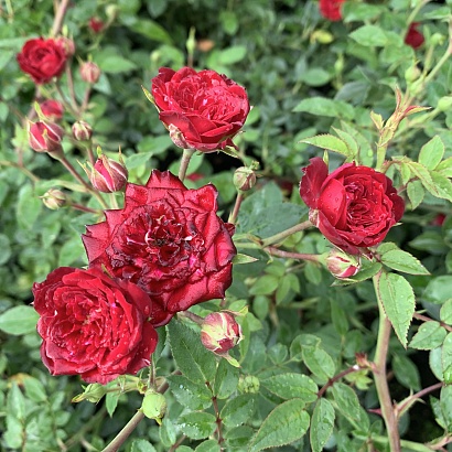 Роза Ред Каскад (Red Cascade) Почвопокровная