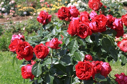 Роза Эрик Таберли (Eric Tabarly) (Red Eden Rose)
