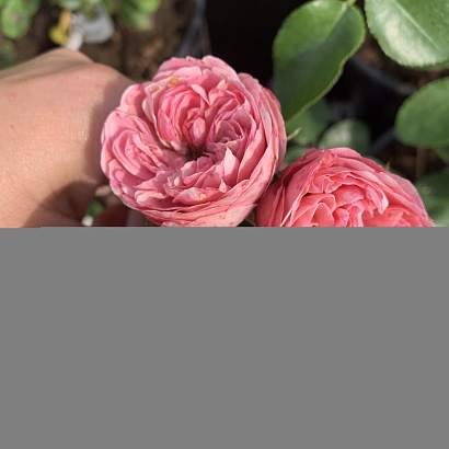 Роза Плейфул Рококо (Playful Rokoko)серия Noblesse Spray Rose