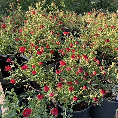 Роза Ред Каскад (Red Cascade) Почвопокровная