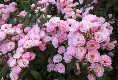 Роза Хевенли Пинк (Heavenly Pink) Lens Бельгия, 1997 мускусные