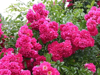 Роза Супер Эксцельза (Super Excelsa) Рамблер