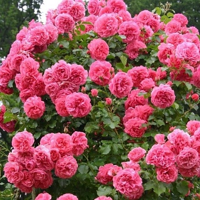 Роза Розариум Ютерсен (Rosarium Uetersen) Клаймбер