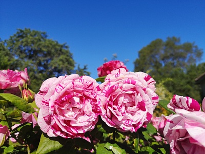Роза Фердинанд Пичард (Ferdinand Pichard) Шраб