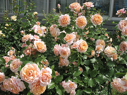 Роза Элизабет Стюарт (Elizabeth Stuart), Шраб модерн,персиковый