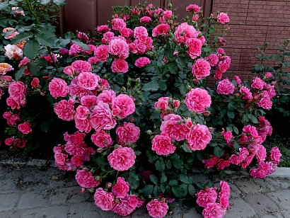 Роза Розариум Ютерсен (Rosarium Uetersen) Клаймбер