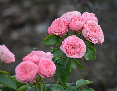 Роза Плейфул Рококо (Playful Rokoko)серия Noblesse Spray Rose