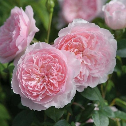 Роза Уизли 2008 (Wisley 2008) Английская роза