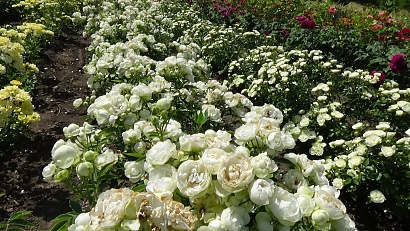 Роза Вайт Морсдаг (White Morsdag) Полиантовая