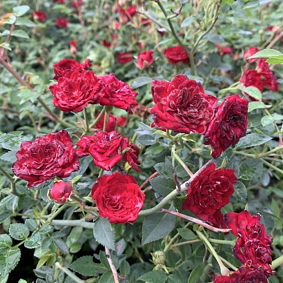 Роза Ред Каскад (Red Cascade) Почвопокровная