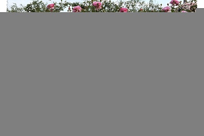 Роза Принцесса Александра оф Кент (Princess Alexandra of Kent) Английская