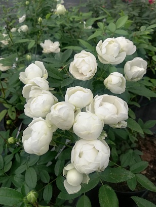 Роза Вайт Морсдаг (White Morsdag) Полиантовая