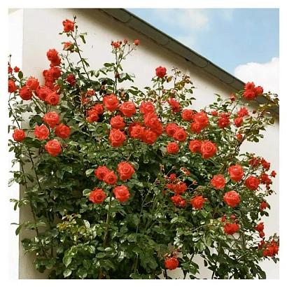 Роза Салита (Salita) Клаймбер