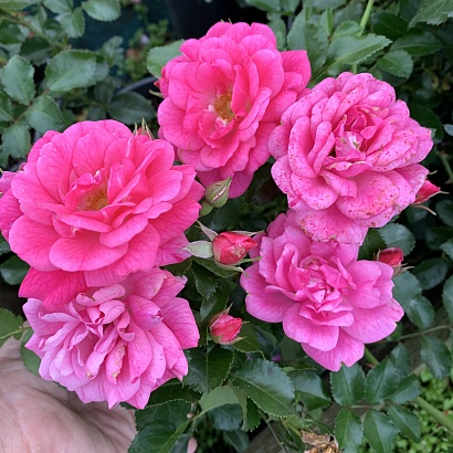Роза Пальменгартен Франкфурт (Palmengarten Frankfurt) Почвопокровная