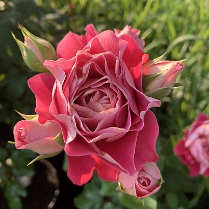 Роза Сантенер де Лей-Ле (Centenaire de l'Haÿ-les-roses), шраб модерн
