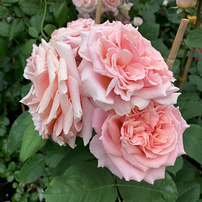 Роза Фестиваль де Жардан де Шомон (Festival des Jardins de Chaumont) Шраб Модерн,