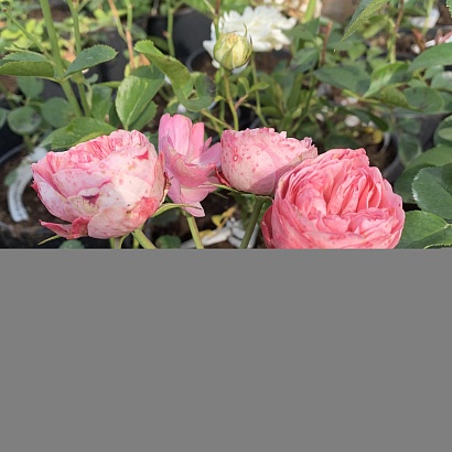 Роза Плейфул Рококо (Playful Rokoko)серия Noblesse Spray Rose