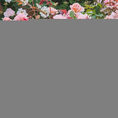 Роза Э Шропшие Лэд (A Shropshire Lad) Английская
