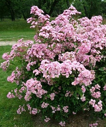 Роза Хевенли Пинк (Heavenly Pink) Lens Бельгия, 1997 мускусные