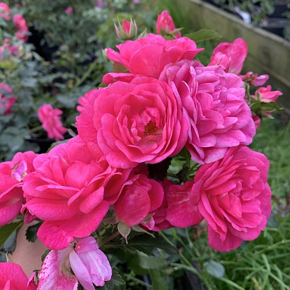 Роза Пальменгартен Франкфурт (Palmengarten Frankfurt) Почвопокровная